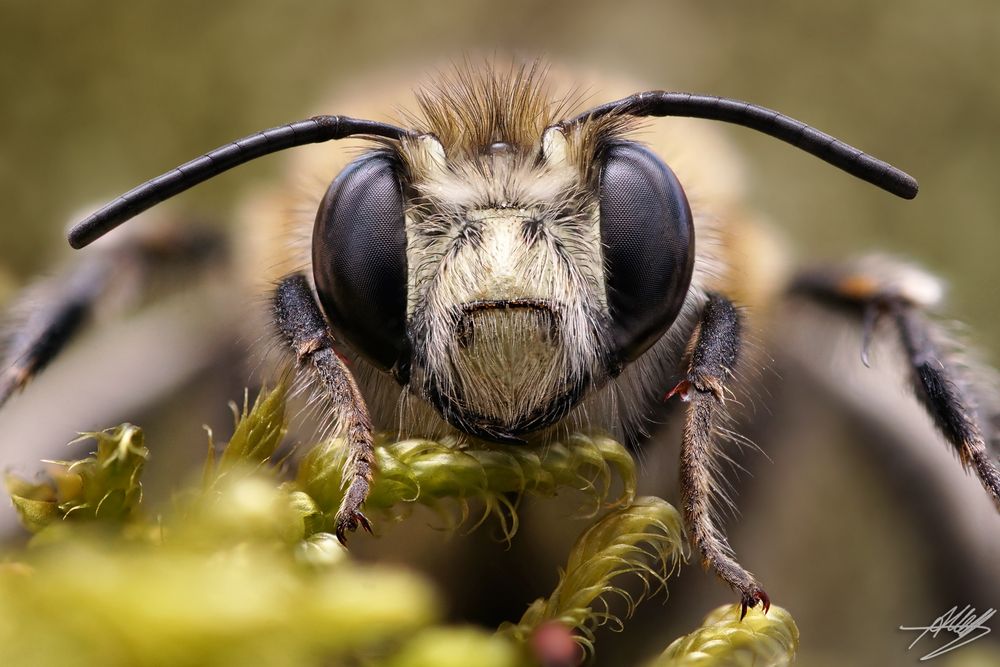 Frühlings-Pelzbiene (Anthophora plumipes)