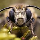 Frühlings-Pelzbiene (Anthophora plumipes)