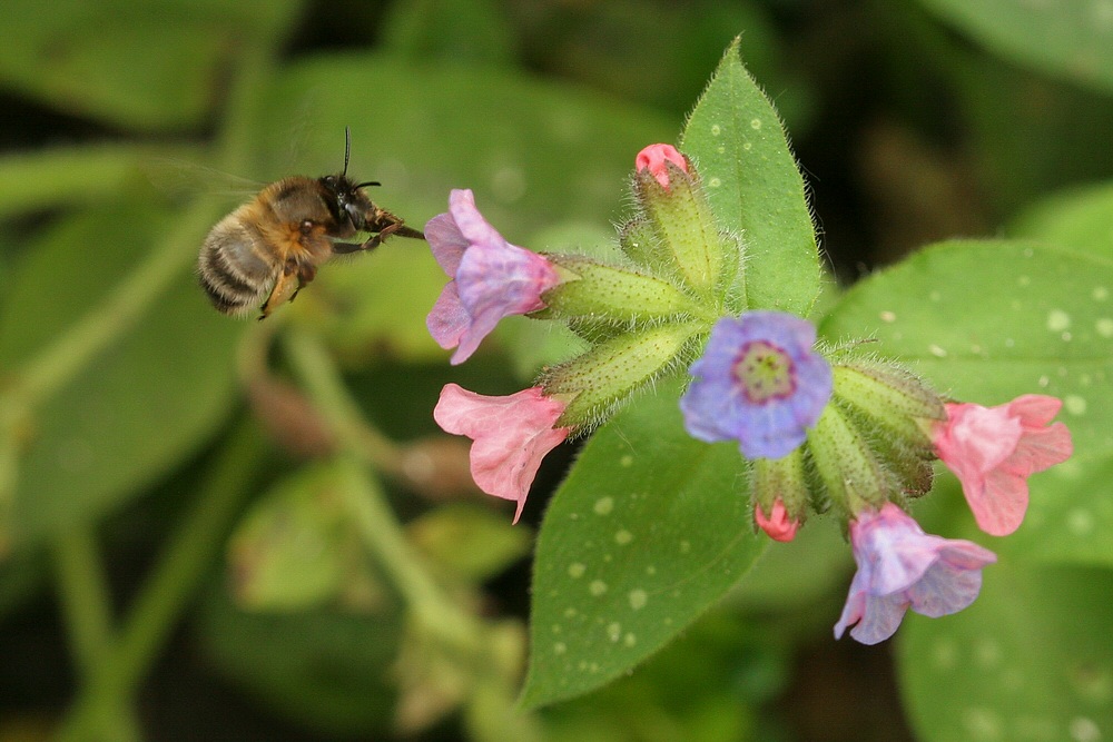 Frühlings Pelzbiene Anthophora plumipes