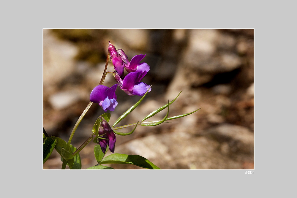 Frühlings - Platterbse (Lathyrus vernus)