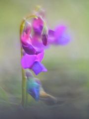 Frühlings-Platterbse (Lathyrus vernus)