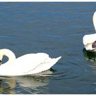 Frühlings- Promenade am Untersee