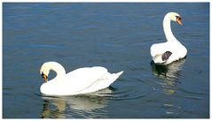 Frühlings- Promenade am Untersee