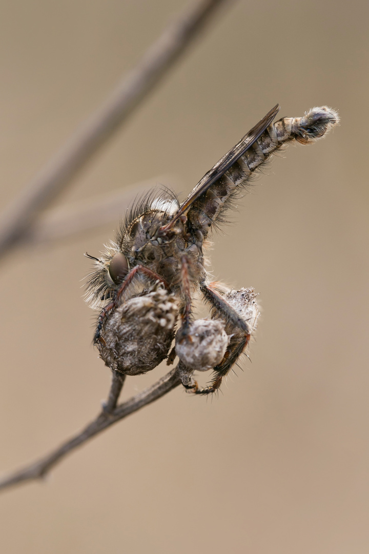 Frühlings-Raubfliege "Erax barbatus"