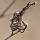 Frühlings-Raubfliege "Erax barbatus"