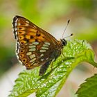 Frühlings-Scheckenfalter oder Schlüsselblumen Würfelfalter (Hamearis Lucina) - La lucine.