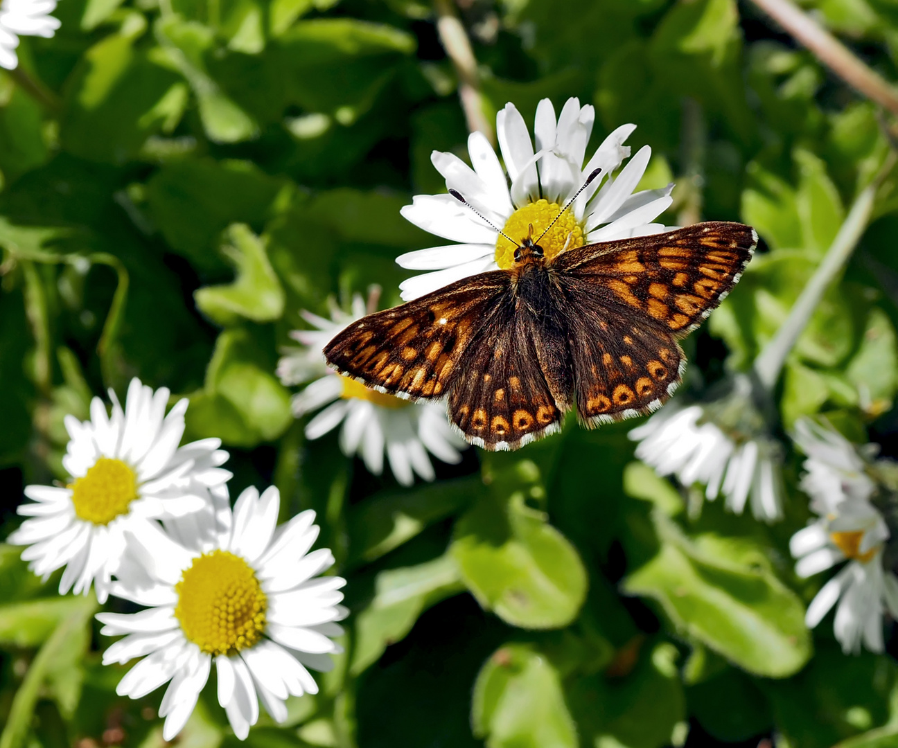 Frühlings-Scheckenfalter, Schlüsselblumen-Würfelfalter (Hamearis lucina) - La lucine.