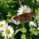 Frühlings-Scheckenfalter, Schlüsselblumen-Würfelfalter (Hamearis lucina) - La lucine.