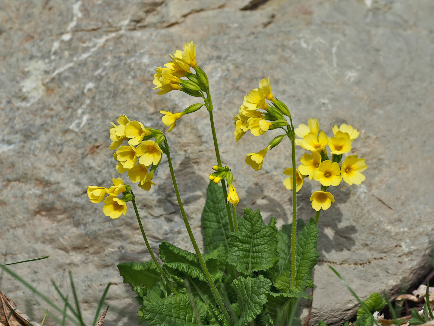 Frühlings-Schlüsselblume (Primula veris) - Primevère officinale.