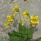 Frühlings-Schlüsselblume (Primula veris) - Primevère officinale.