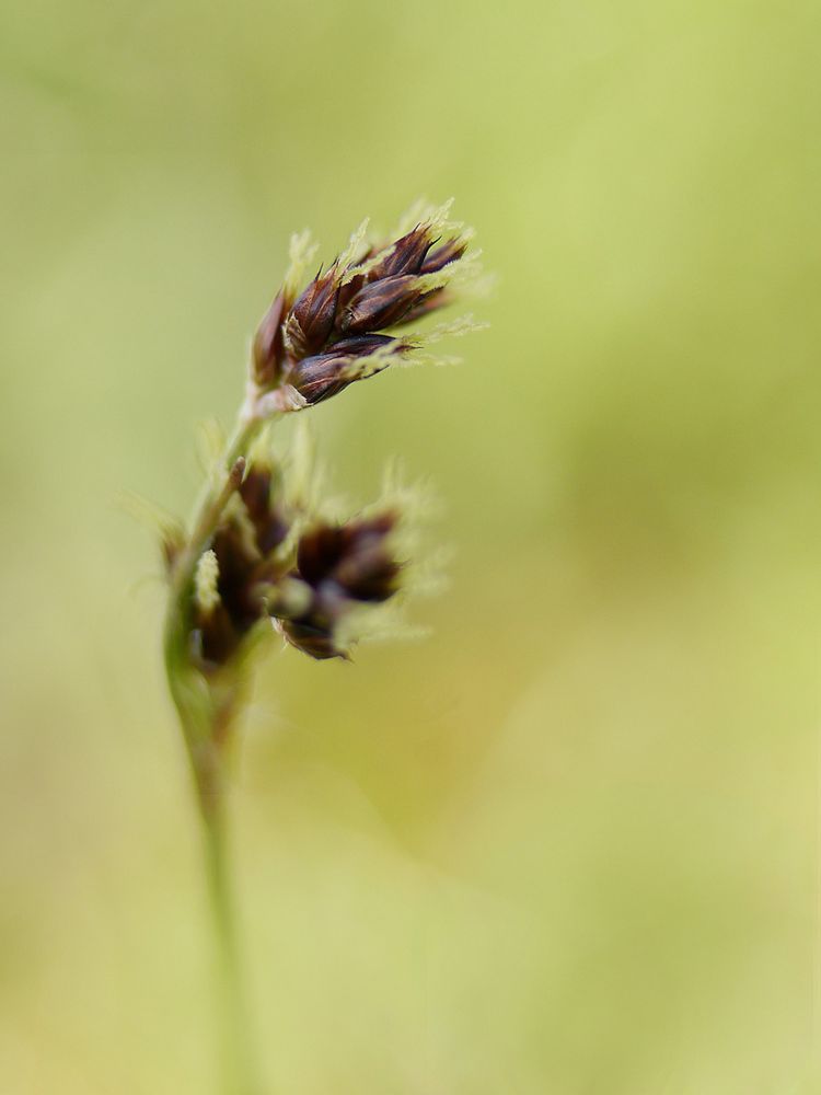 Frühlings-Segge (Carex caryophyllea)