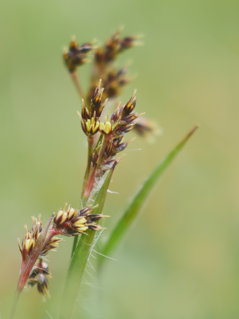 Frühlings-Segge, (Carex caryophyllea)
