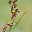 Frühlings-Segge, (Carex caryophyllea)