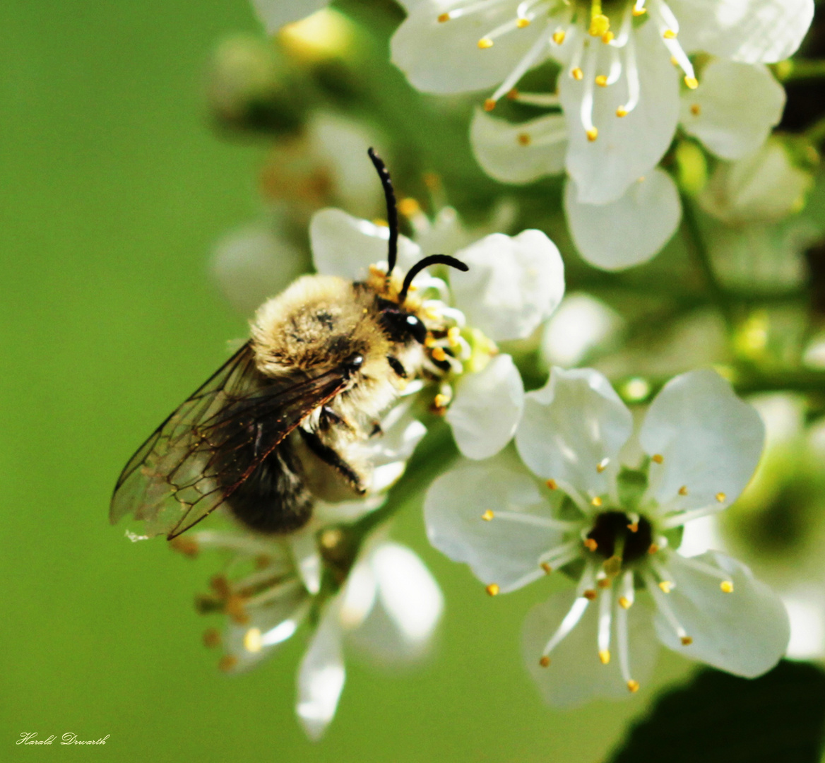 Frühlings-Seidenbiene auf wilden Kirschblüten (Collectes cunicularis)