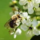 Frühlings-Seidenbiene auf wilden Kirschblüten (Collectes cunicularis)