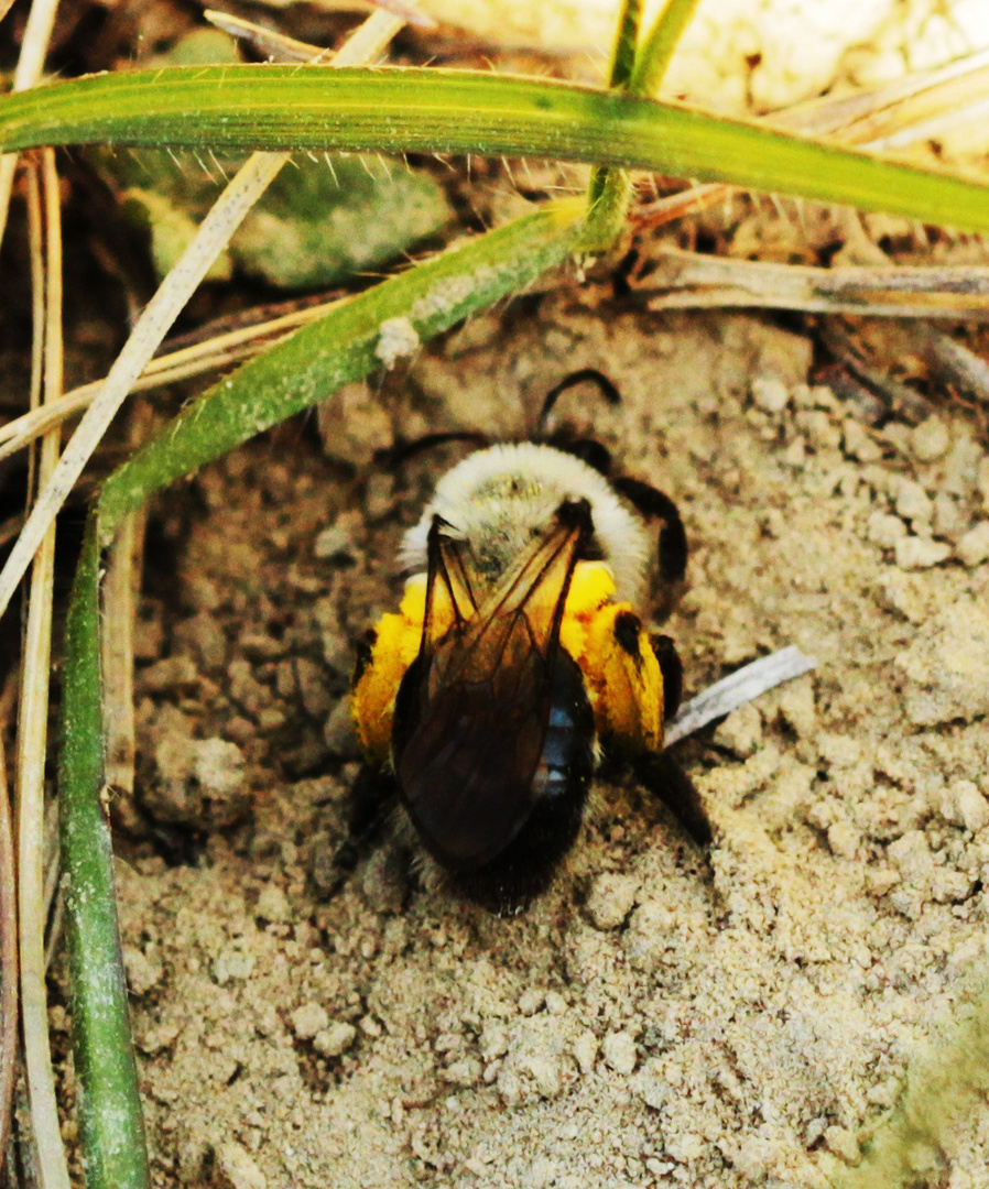 Frühlings-Seidenbiene (Colletes cunicularius)