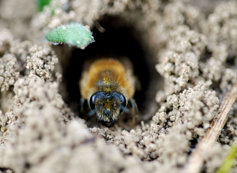 Frühlings-Seidenbiene - Colletes cunicularius