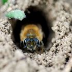 Frühlings-Seidenbiene - Colletes cunicularius