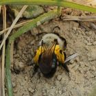 Frühlings-Seidenbiene (Colletes cunicularius)