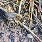 Frühlings-Seidenbiene,Colletes  cunicularius