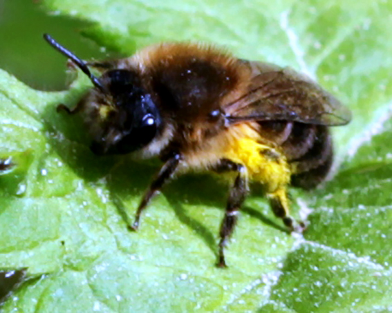 Frühlings-Seidenbiene(Colletes cunicularius)