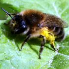 Frühlings-Seidenbiene(Colletes cunicularius)