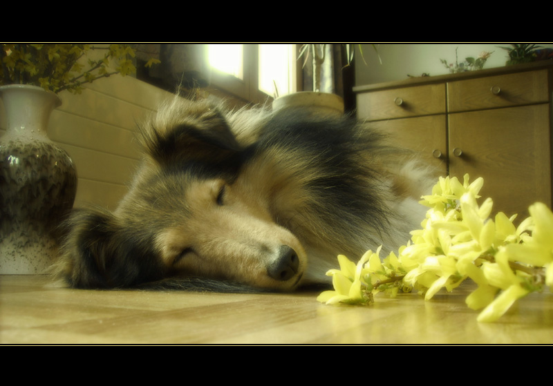 Frühlings-Sheltie