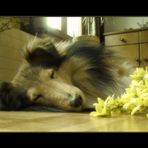 Frühlings-Sheltie