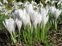 Frühlings - Sinfonie in Weiß