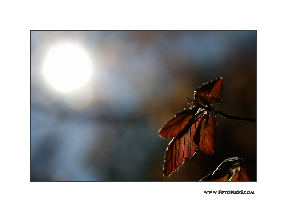 Frühlings Sonne