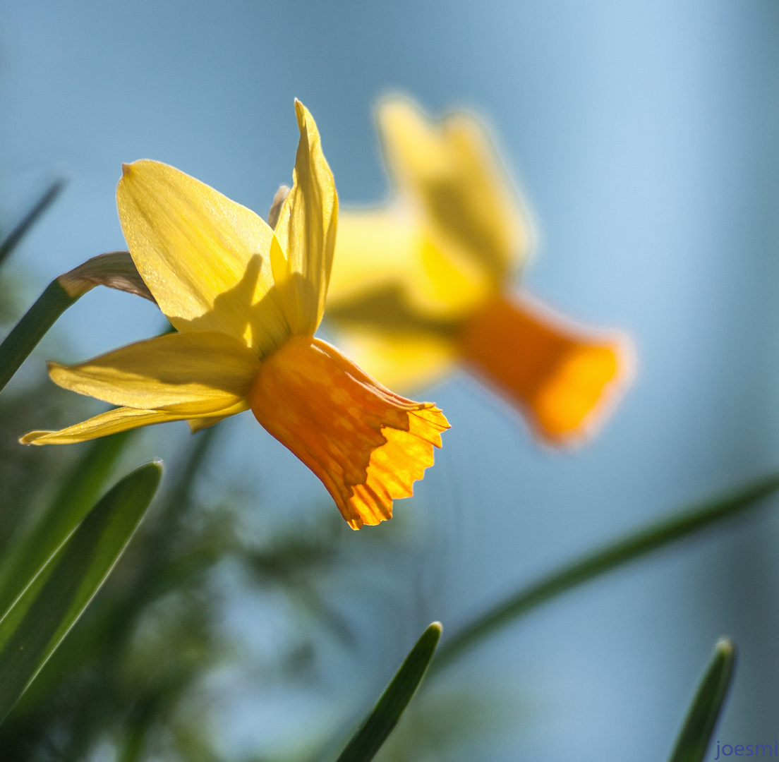 Frühlings-Sonne