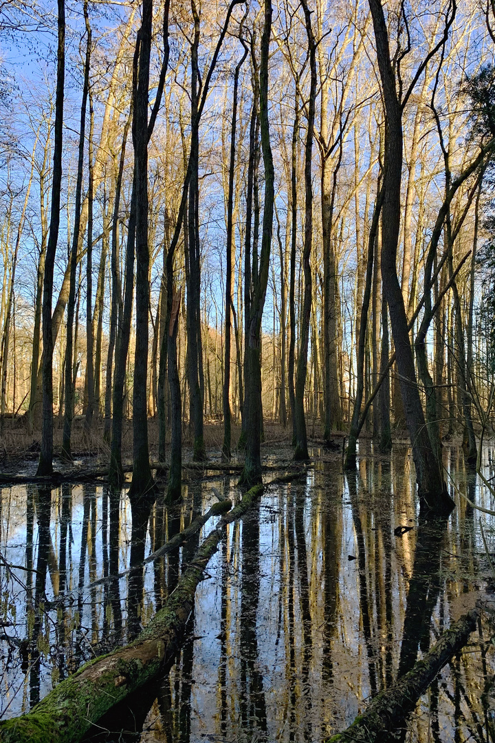 Frühlings-Sonne über dem Moor