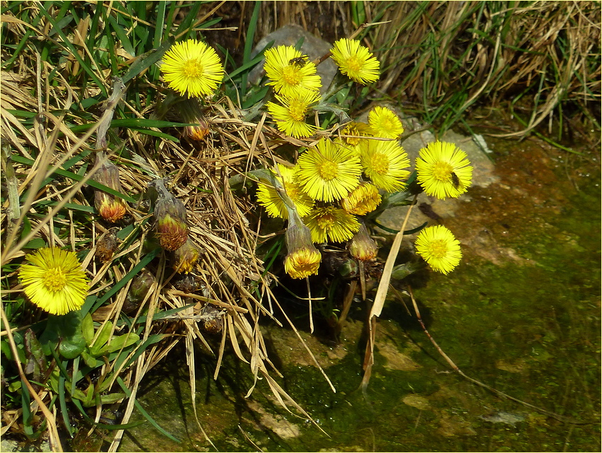 Frühlings-Sonnen