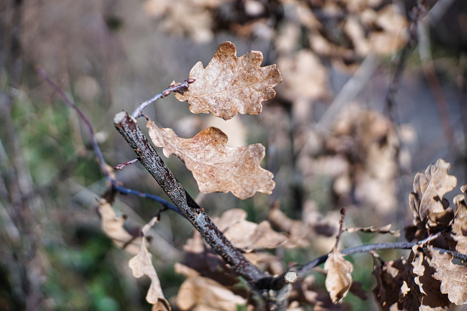 Frühlings-Sonnenstrahlen auf Herbstlaub