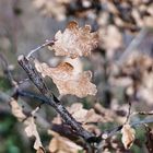 Frühlings-Sonnenstrahlen auf Herbstlaub