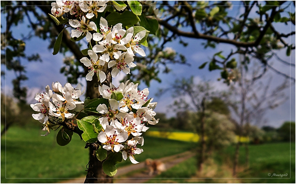 ~ Frühlings-Spaziergang ~