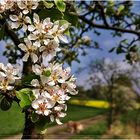 ~ Frühlings-Spaziergang ~