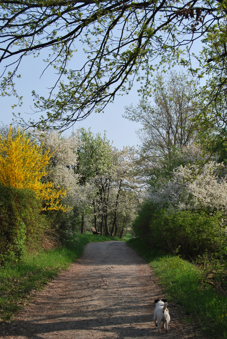 Frühlings-Spaziergang