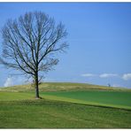 Frühlings-Spaziergang