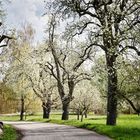 Frühlings-Spaziergang