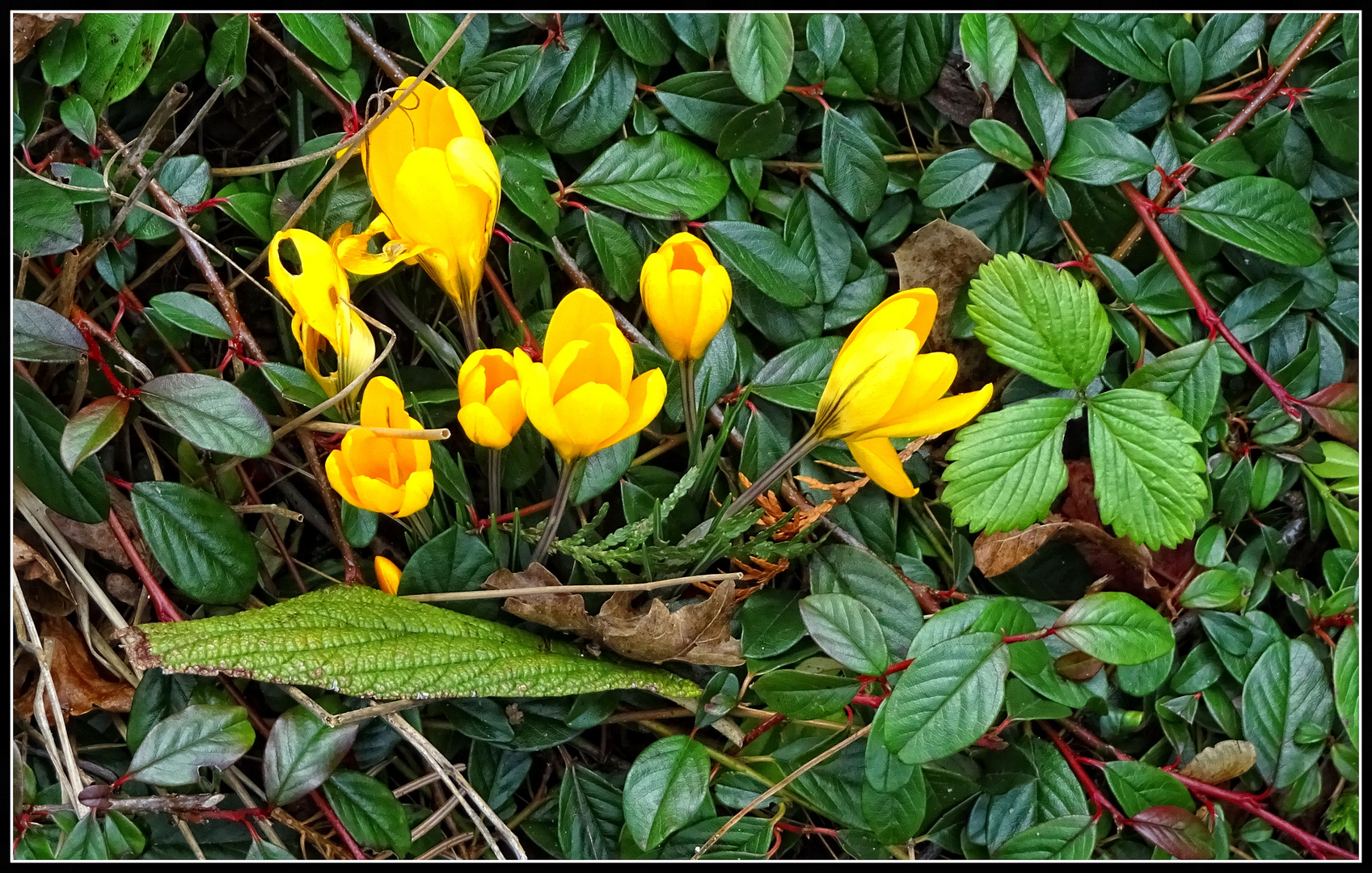 Frühlings-Spuren