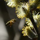 Frühlings- und Honig- "Bewegung"