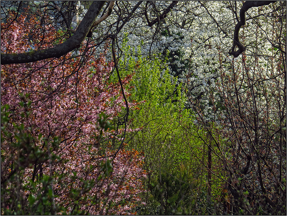 Frühlings-Urwald