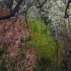 Frühlings-Urwald