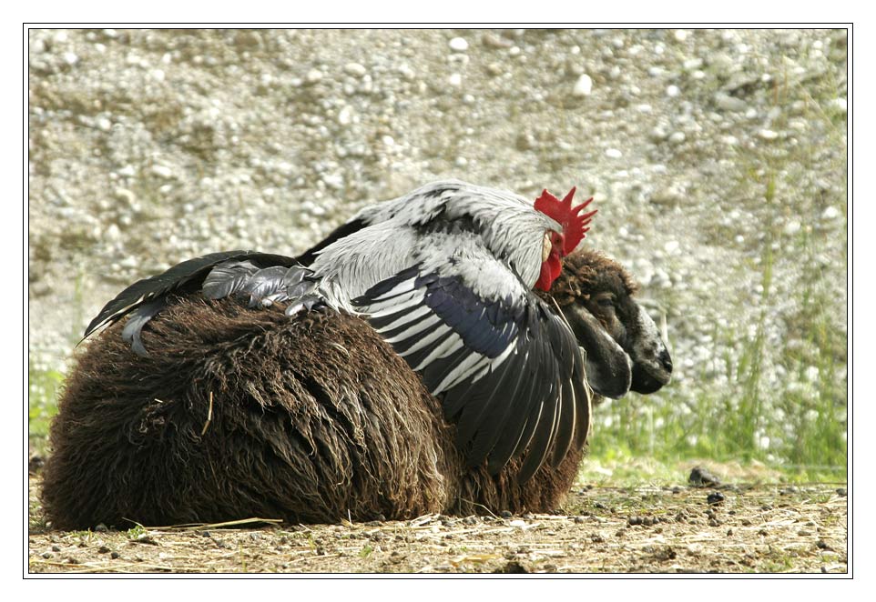 Frühlings-Verirrungen und -Verwirrungen