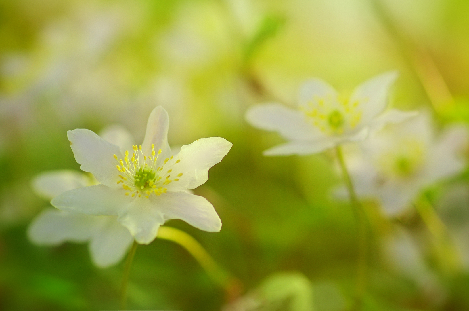 Frühlings Wald