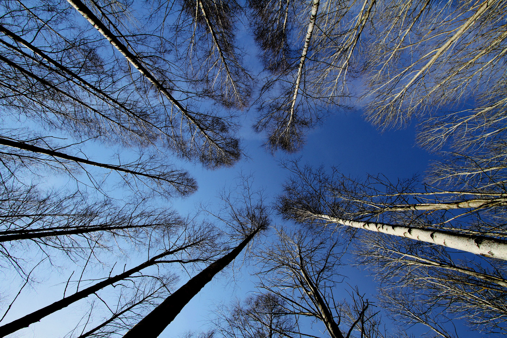 Frühlings-Wald