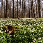 Frühlings-Wald 