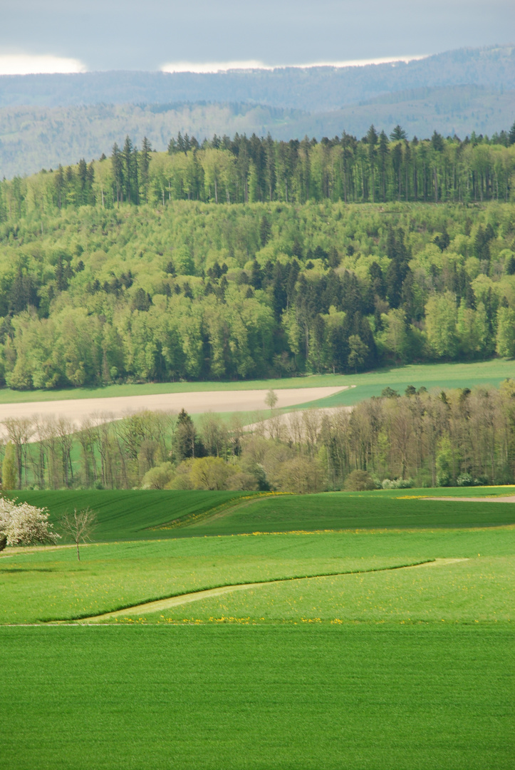 Frühlings-Wald in voller Blust