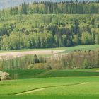 Frühlings-Wald in voller Blust